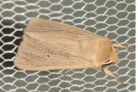 Mythimna pallens