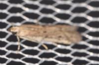 Phycitodes inquinatella