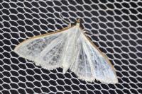 Palpita vitrealis