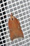 Acleris rhombana