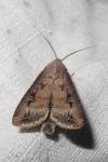 Agrotis ipsilon