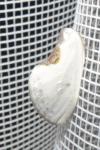 Cilix hispanica