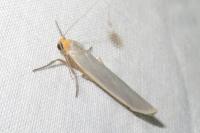 Eilema caniola