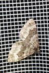 Epirrhoe alternata