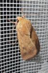 Helicoverpa armigera