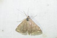 Loxostege sticticalis