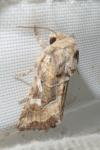 Luperina dumerilii