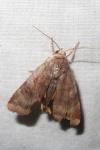 Noctua janthe/janthina