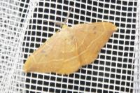 Watsonalla binaria