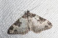 Xanthorhoe fluctuata
