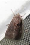 Xestia xanthographa