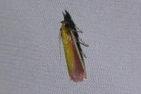 Oncocera semirubella