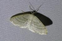 Idaea subsericeata