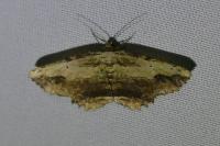 Menophra abruptaria