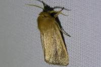 Sesamia nonagrioides