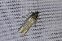 Phycitodes