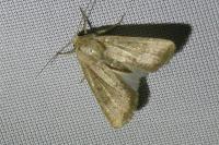 Hoplodrina ambigua