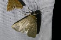 Hoplodrina ambigua