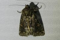 Thalpophila matura