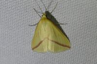 Rhodometra sacraria