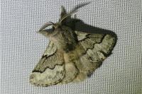 Trichiura crataegi