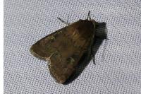 Xestia xanthographa