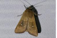 Mythimna albipuncta