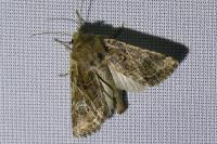 Luperina dumerilii