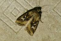Luperina dumerilii