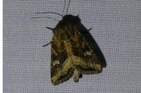 Luperina dumerilii