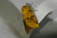 Cirrhia icteritia