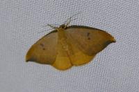 Watsonalla binaria