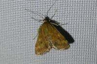 Pyrausta despicata