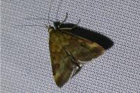 Pyrausta despicata