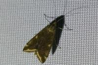 Loxostege sticticalis