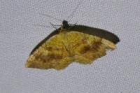 Camptogramma bilineata