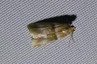 Acrobasis tumidana