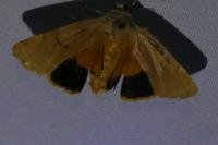 Noctua fimbriata