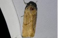 Noctua fimbriata
