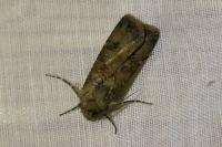 Agrotis segetum