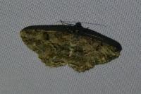 Peribatodes rhomboidaria