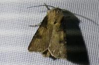 Agrotis puta