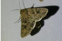 Anarta trifolii