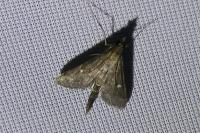Dolicharthria punctalis