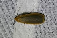 Katha depressa