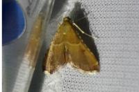 Endotricha flammealis