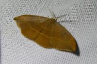 Watsonalla binaria/uncinula