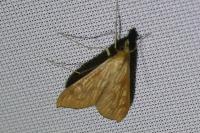 Antigastra catalaunalis
