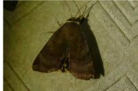 Noctua janthe/janthina