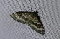Epirrhoe alternata